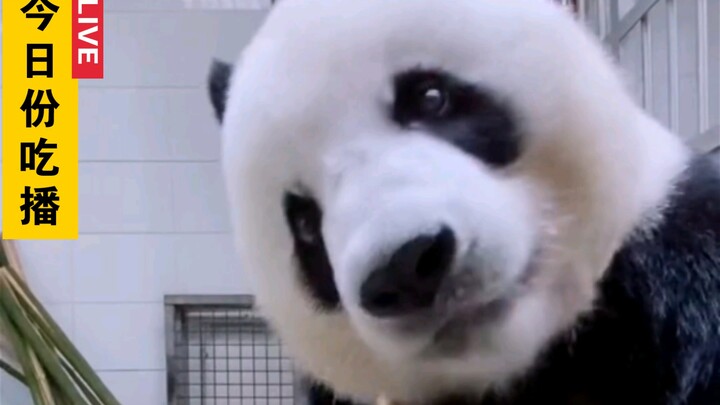 Giant Panda - Popular Mukbang