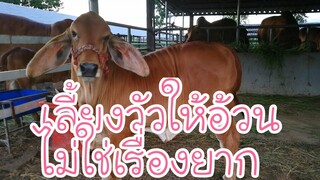 เลี้ยงวัวให้อ้วนกับลุงเขียวKK FARM |