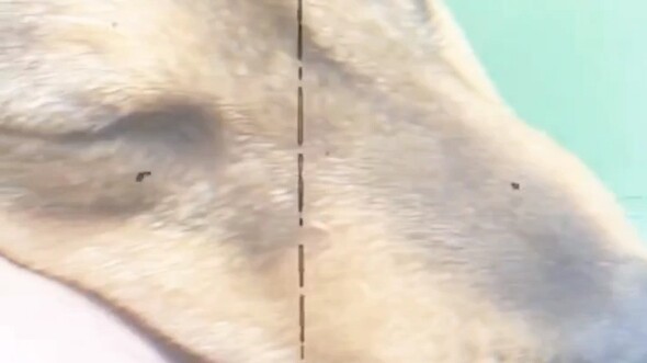 You don’t need a little dog knife to kill me.