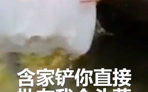 【Tiếng Quảng Đông】Meme Sứa Ảo