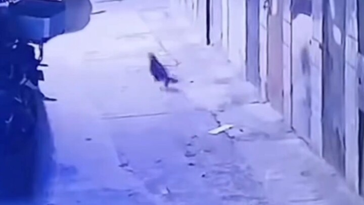 แมวตัวนี้กำลังทะยานสู่ดวงดาวเหมียว!