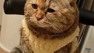 麻麻不给我打扫猫窝…