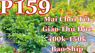 🔴 Hết Hàng 🔴 Mai vàng chơi tết p159 | mai giảo thủ đức hang chơi tết giá 400k _150k chơi tết