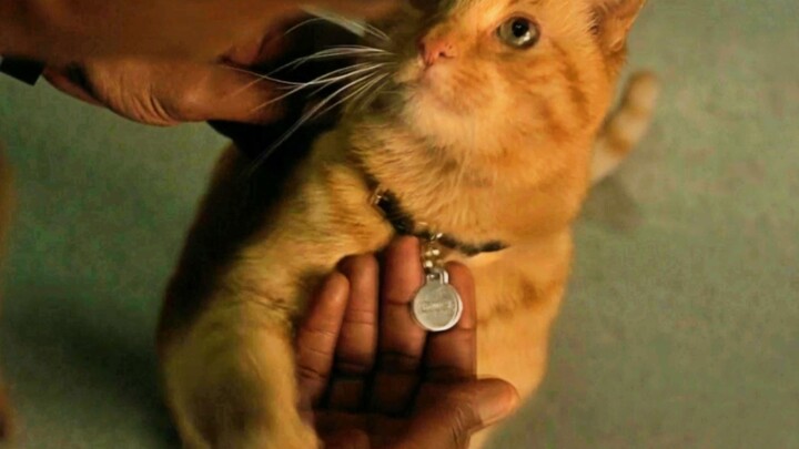 Phệ Thú: Ta chỉ là mèo cam, chỉ có thể giả bộ đáng yêu!