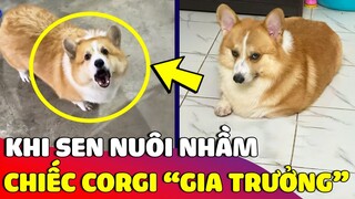 Con Sen bất lực khi nuôi nhầm chiếc Corgi 'GIA TRƯỞNG' đi đâu cũng phải xin phép 😅 | Gâu Đần