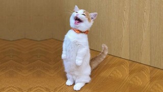 OMG So Cute Cats ♥ Best Funny Cat Videos 2021 #140