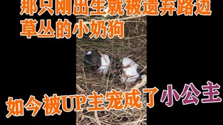 那只刚出生就被遗弃路边草丛的小奶狗，如今被UP主宠成了小公主——Panda情况更新。愿人人都能善待狗狗！