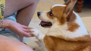 เมื่อคุณเลี้ยงคอร์กี้สักตัว ถึงจะเข้าใจความสุขที่แท้จริง...