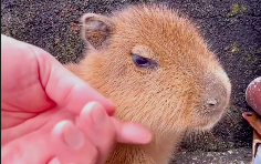 Kids in kindergarten these days really give teachers a headache—little capybaras! This little one ha