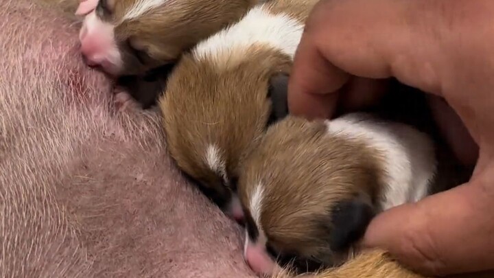 The puppy drinks milk and eats along the edge—such an old tradition!