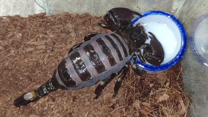 The water drinking scorpion is so adorable!