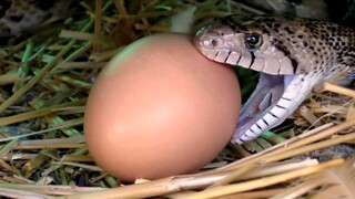 Bullsnake Eating Chicken Eggs.