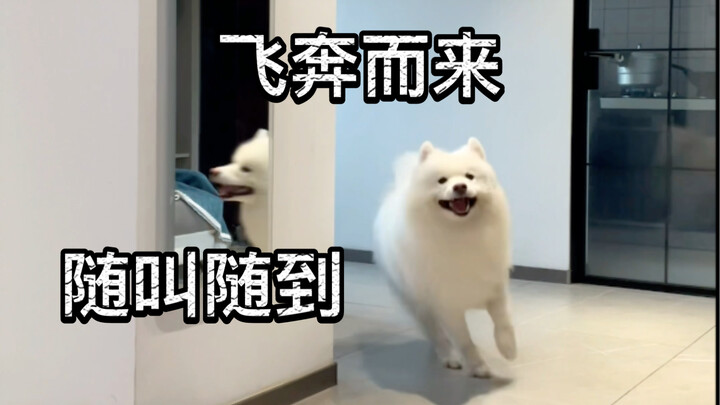 Chó Samoyed chạy còn đáng yêu quá chừng luôn!