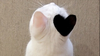 There is actually another such special kitten in the world.