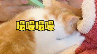 แมวของฉันมักจะหาเต้านมบนตัวฉันเพื่อดื่มนมอยู่เสมอ… นี่จะทำยังไงดีนะ?