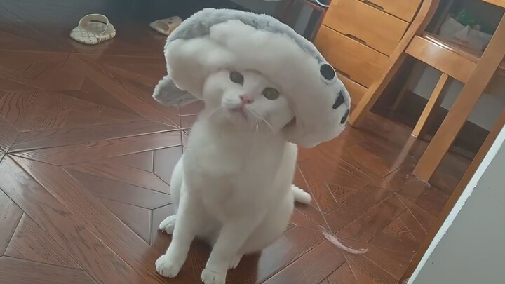 "Little Cat Aesthetics"
