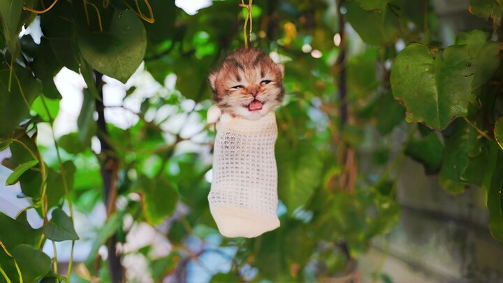 The rumor about cats growing on trees has finally been confirmed.