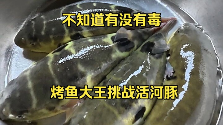 Makan empat ekor fugu hidup yang entah beracun atau tidak