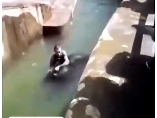 The bear is about to attack the person, but the person is going to drown the bear.