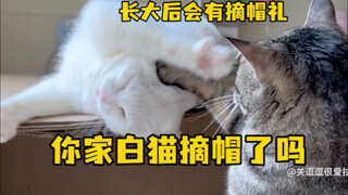 Apakah kucing putih di rumahmu sudah melepas topinya?