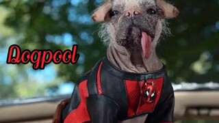 Deadpool and Wolverine and Deadpool the Dog!