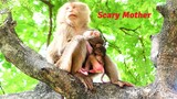 Mother Monkey Lory Look Very Scary And Tries Bring Baby Loris To Hide The High Tree