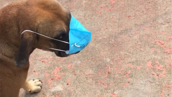 An used disposable mask I’d thrown on the ground—of all things, the excavator wouldn’t let go of it 