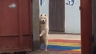 Silly animals