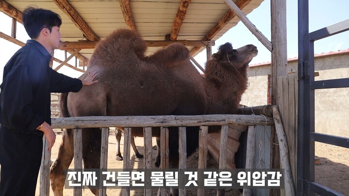 알파카 길들이기 ฝึกอัลปาก้า