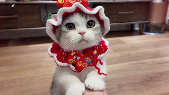 Kucing kecil berusaha belajar mengucapkan selamat Tahun Baru, hanya agar penonton segera menjadi kay