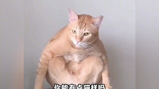 Kucing belajar meniru pemiliknya setelah dibesarkan dalam waktu yang lama
