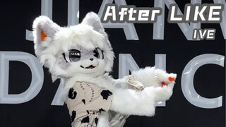 【fursuit dance】毛毛速翻IVE新歌After LIKE【祭鱼】