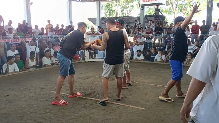 11months bulik/kelso