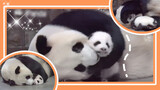 How does it feel when an adult panda realizes how cute their daughter is.