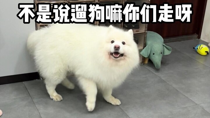 When Dad and Mom both争抢 to take the puppy for a walk!