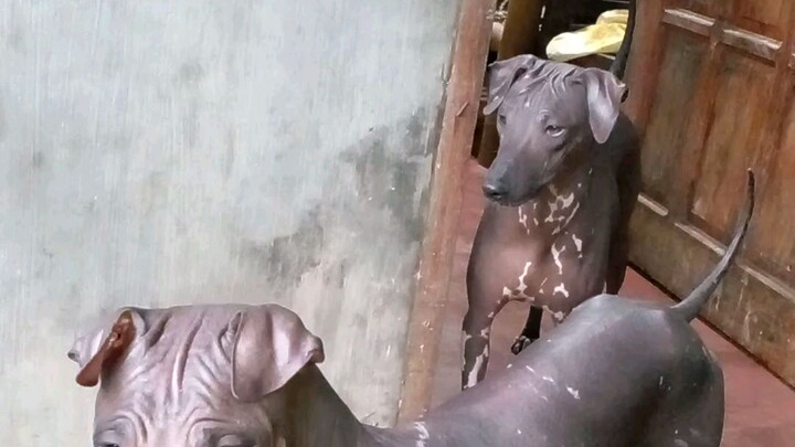 Bruno and Mara Hairless dog