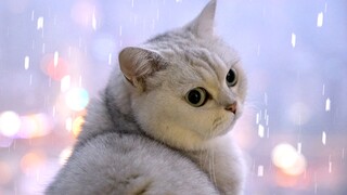 The southern cat saw snow for the first time. I made a snowman for the cat to play with. It was so c