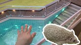 DIY luxury hedgehog house with swimming pool
