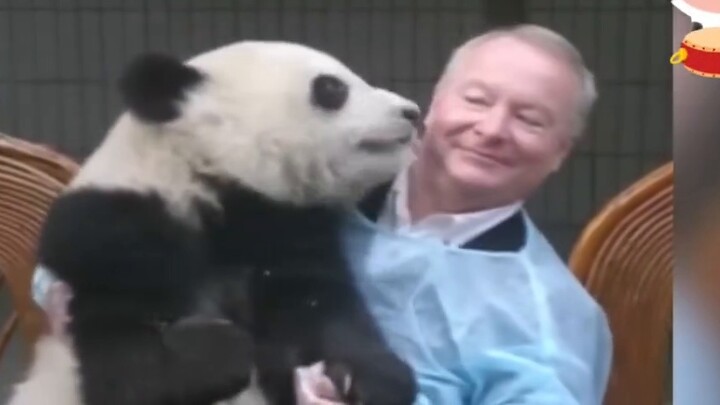 Foreign websites are hotly discussing the silly and funny moments of Chinese pandas, with 2.4 millio