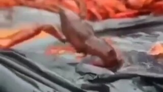 艾伦•虾格尔