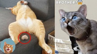 I Found Some of The Most Funny Pets - Best Complication 😲 | MEOW