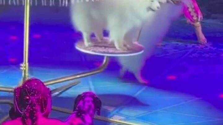 هل تقصد أن هذه الكائنات البيضاء التي لا تُرى أعناقها وذيولها مرفوعة إلى السماء تتعرض للإيذاء؟