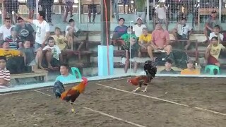 Tornado x Black Machine Stag of BrodFit Gf vs Cock in Tupi Gallera