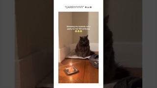 Funny animal videos I found on Instagram and Tiktok #shorts #funnyanimals #cat #funnypets #funny