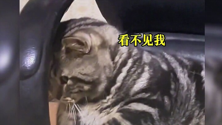How come this cat looks like a dog?