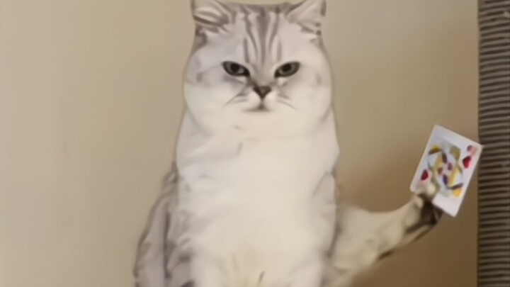 Kung Fu Cats: Each One Masters a Unique Skill!