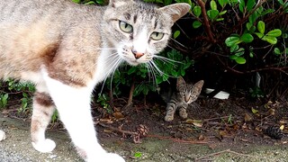 Induk kucing memperkenalkan satu kucing kecil imut padaku