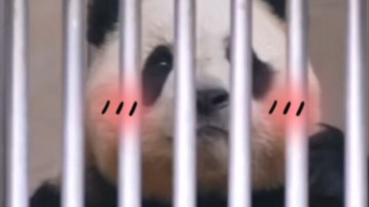 11.1 Bác bảo mẫu Từ đi nghỉ phép về, Phúc Bảo cứ dán mắt theo không rời, đôi mắt long lanh chẳng thể