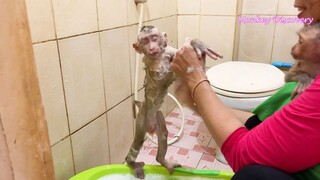 Mom Routine Take Bath For Lion Liheang And Sono Together