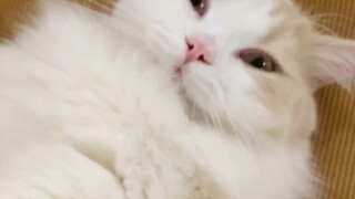Your Gao Ying brand engine has started—hurry up and get in the car to cuddle some cats!